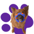 Tips for playing with your pet effectively